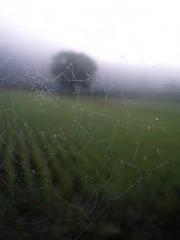 The Undefeated Son-i