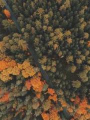 Ling Hao Qin Yuxin R