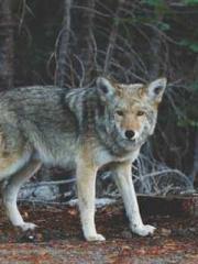 The Return of the Su