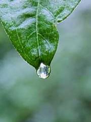 The Favorite Concubi