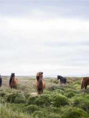 The Ugly Womanapos;s