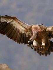 The Undefeated Son-i