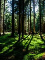 Unbound by any rules