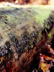 The Stand-in Wife Wa